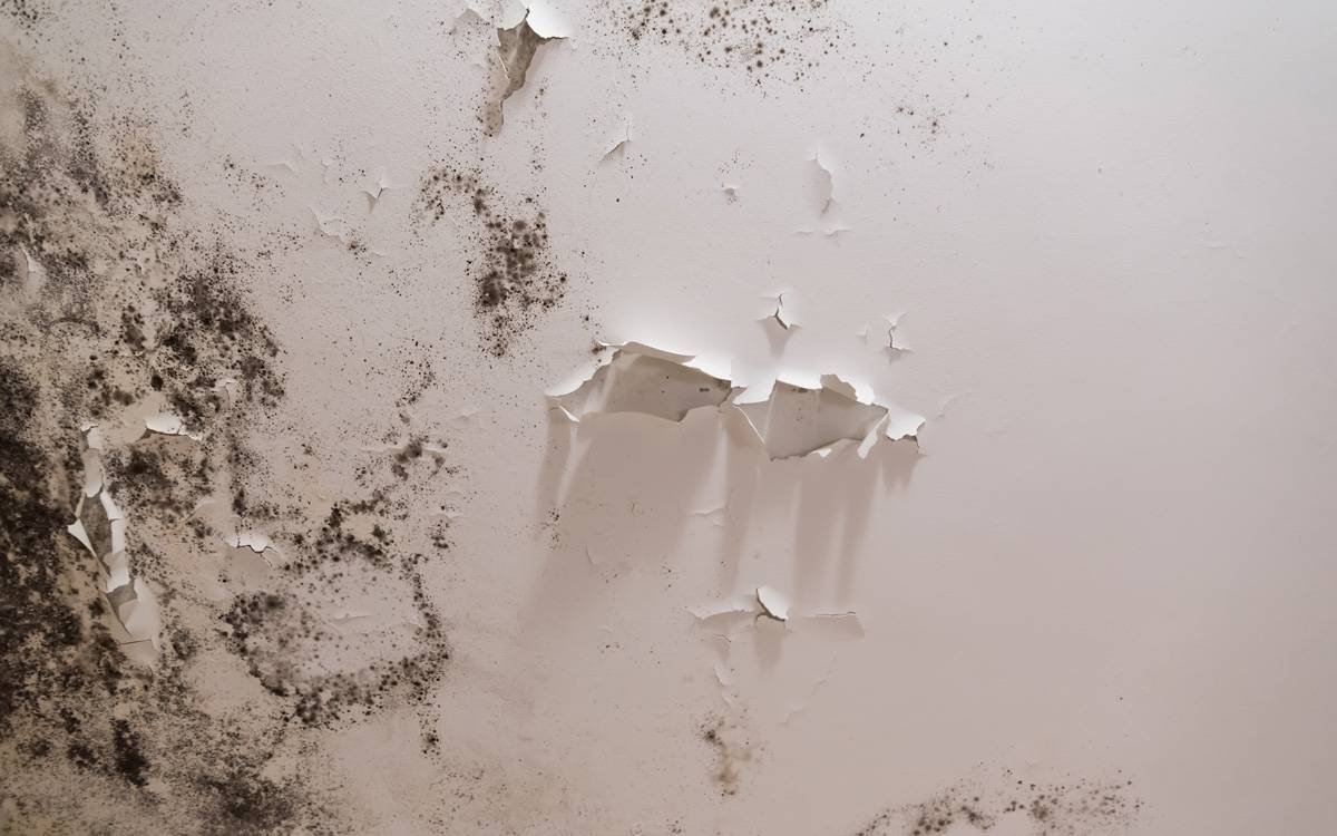 A moldy wall with blistering paint in Pensacola, FL<br />