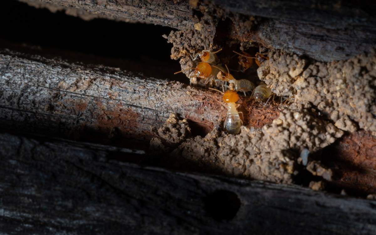 Termites in the wooden cracks in Pensacola, FL<br />