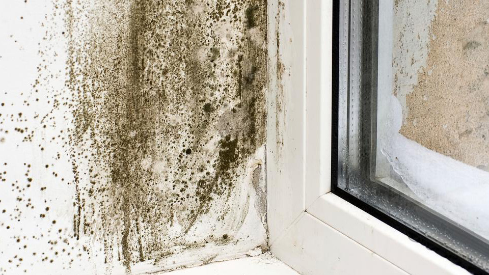 mold and mildew