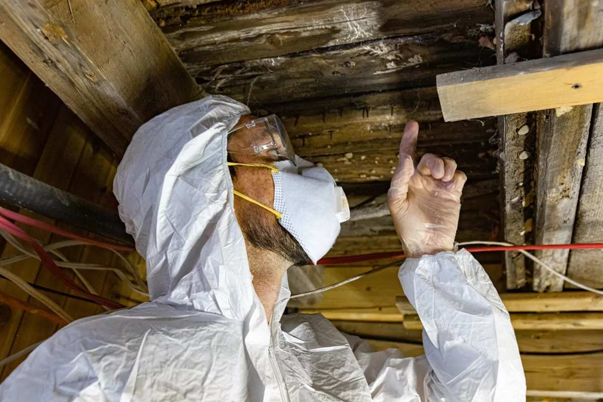  A man in a white protective suit and mask inspects a ceiling for mold  in Pensacola, FL<br />