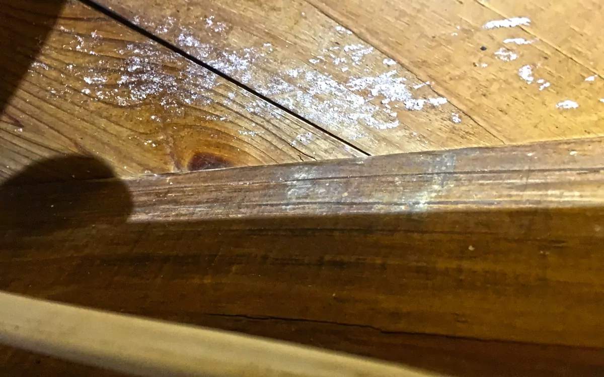 Mold growth in the crawl space from high humidity in Pensacola, FL